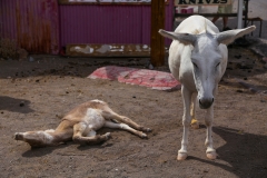 Donkeys-of-Oatman
