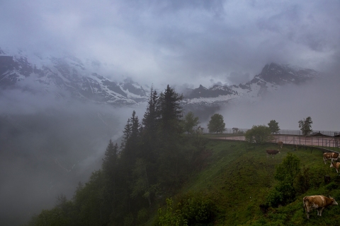 Cows-in-the-Mist