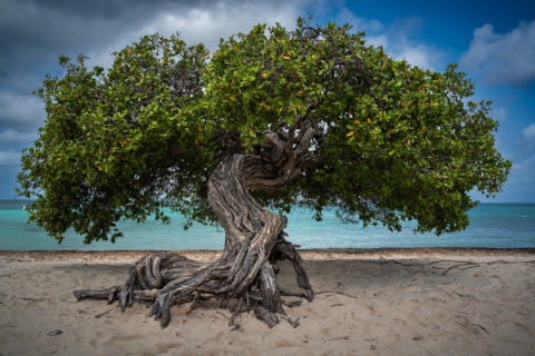 4-9-23-Aruba-_RNP44014401-5