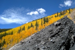 Aspen-Gold