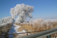 Ice-Tree