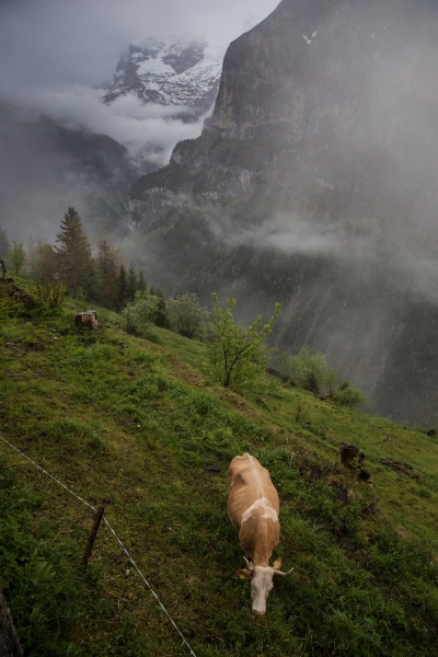 Alp-Fauna