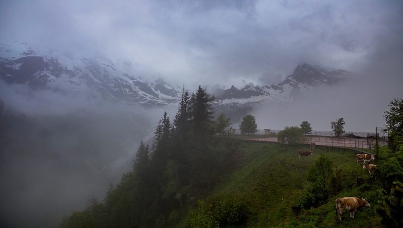 Cows in the Mist