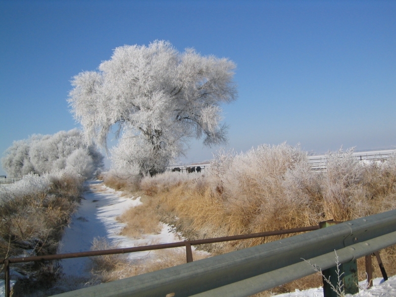 Ice-Tree