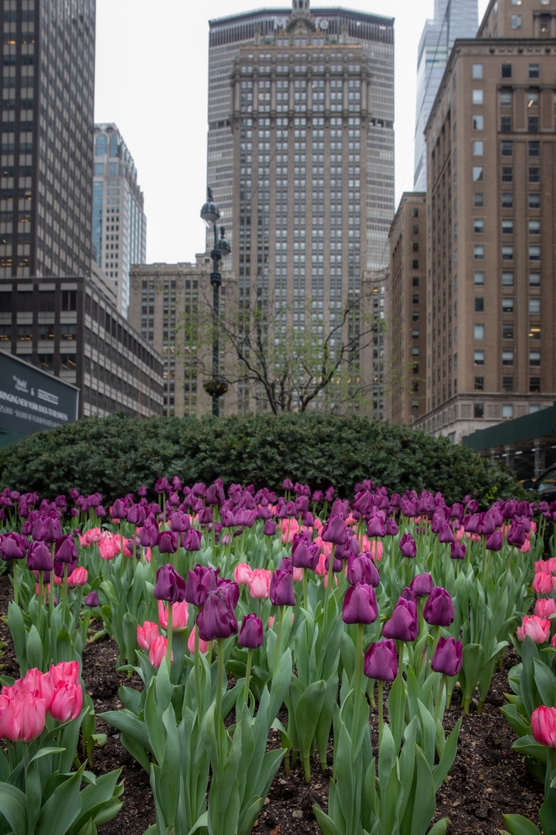 NYC-Spring-flower-9658