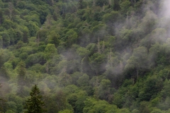 6-30-2020-TN-9983