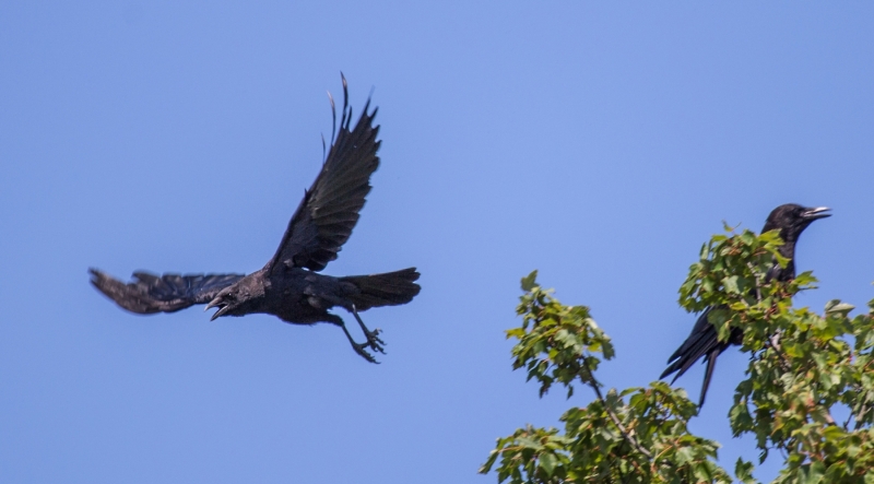 Crow-Kamikaze