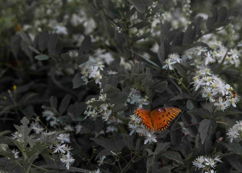 Flutterby