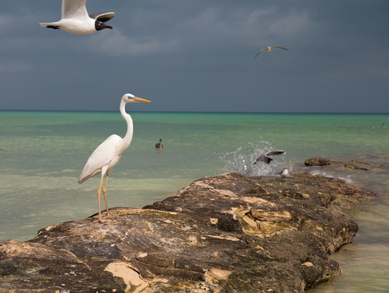 Still-Life-with-Great-Egret