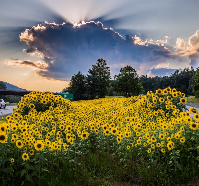 Sun-Flowers