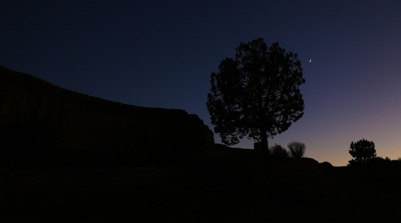 The-Tree-and-the-Star