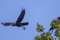 Crow-Kamikaze