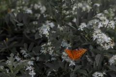 Flutterby