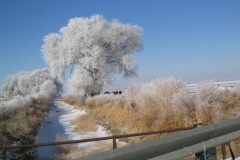 Ice-Tree