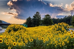 Sun-Flowers