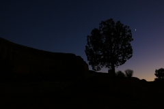 The-Tree-and-the-Star